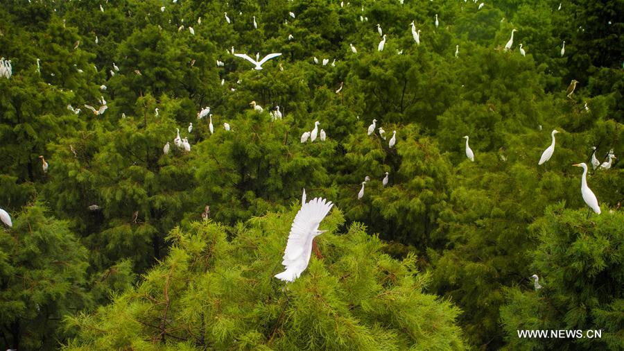 CHINA-ANHUI-EGRETS(CN)