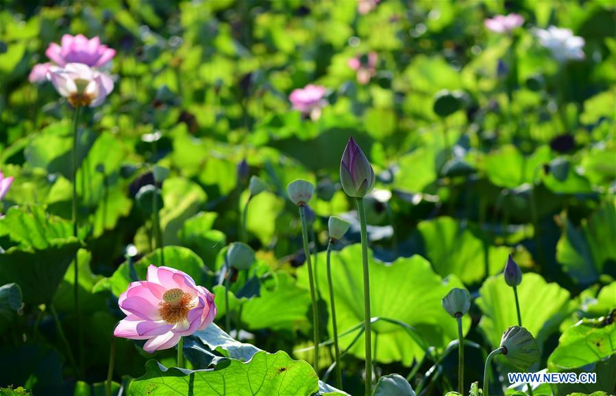 #CHINA-ANHUI-LOTUS FLOWERS (CN)