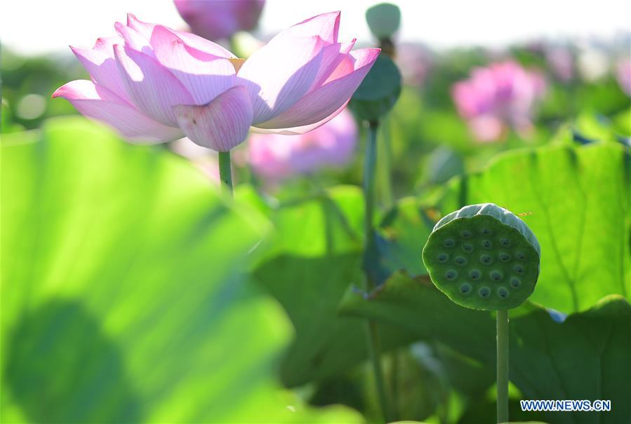 #CHINA-ANHUI-LOTUS FLOWERS (CN)