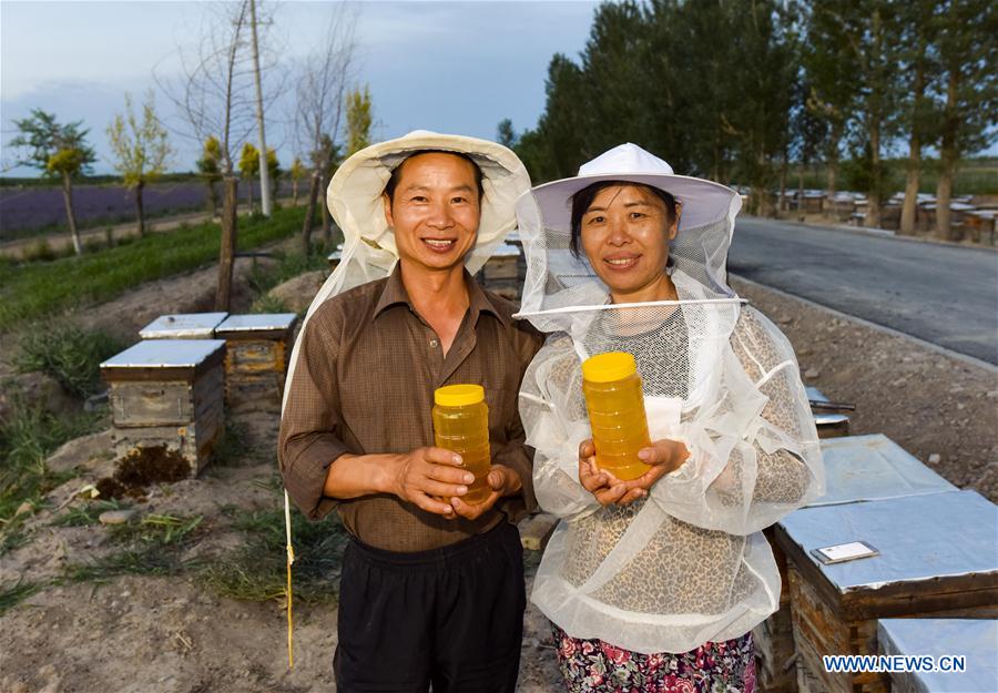 CHINA-XINJIANG-ILI-LAVENDER-BEEKEEPING (CN)