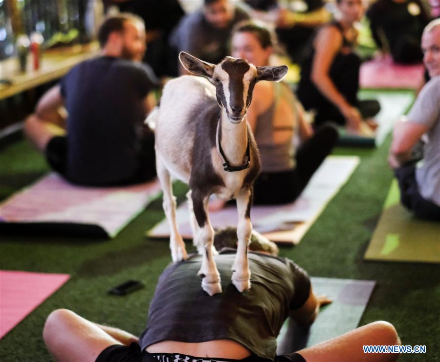 U.S.-LOS ANGELES-"GOAT YOGA"