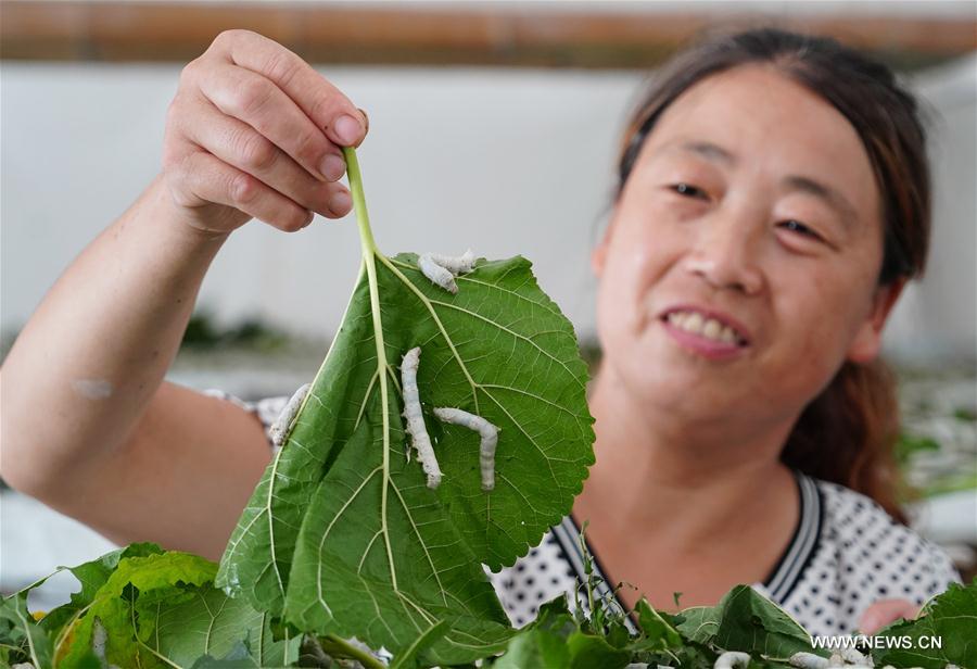 CHINA-SHAANXI-SHIQUAN-MULBERRY SILK INDUSTRY (CN)