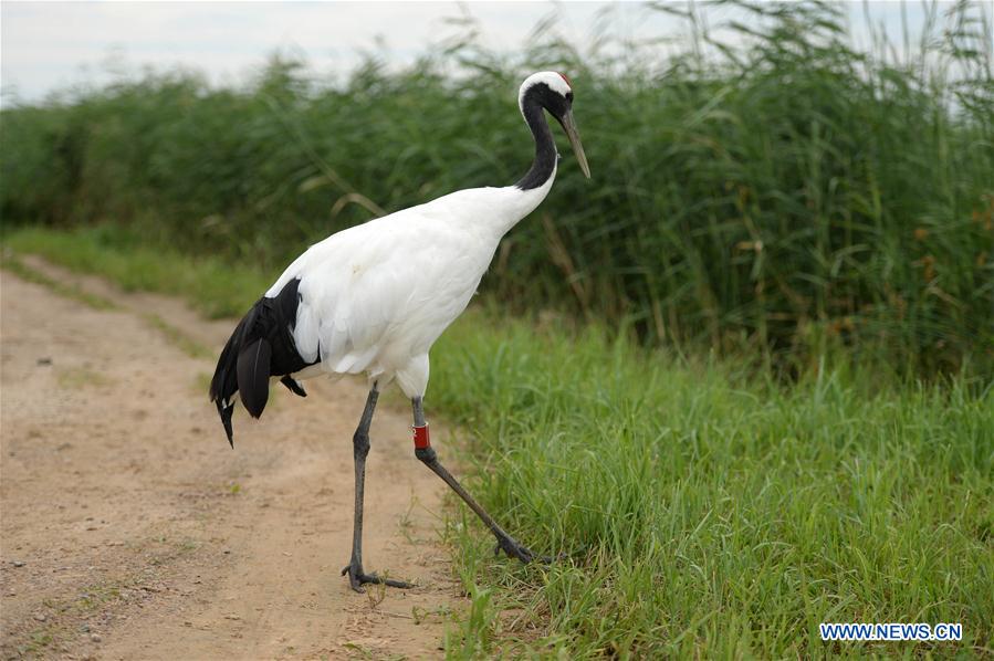 CHINA-HEILONGJIANG-QIQIHAR-NATURE RESERVE (CN)