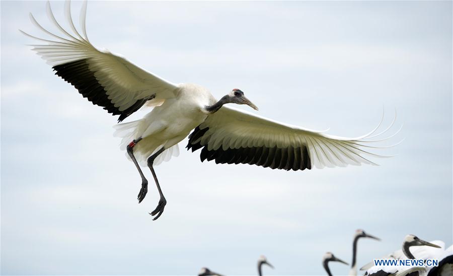 CHINA-HEILONGJIANG-QIQIHAR-NATURE RESERVE (CN)