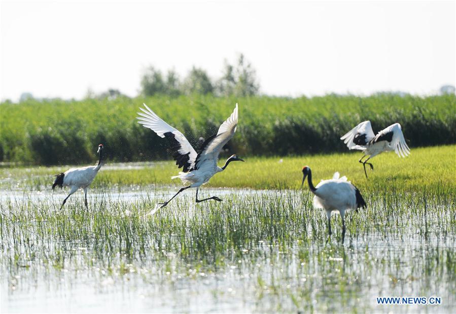 CHINA-HEILONGJIANG-QIQIHAR-NATURE RESERVE (CN)