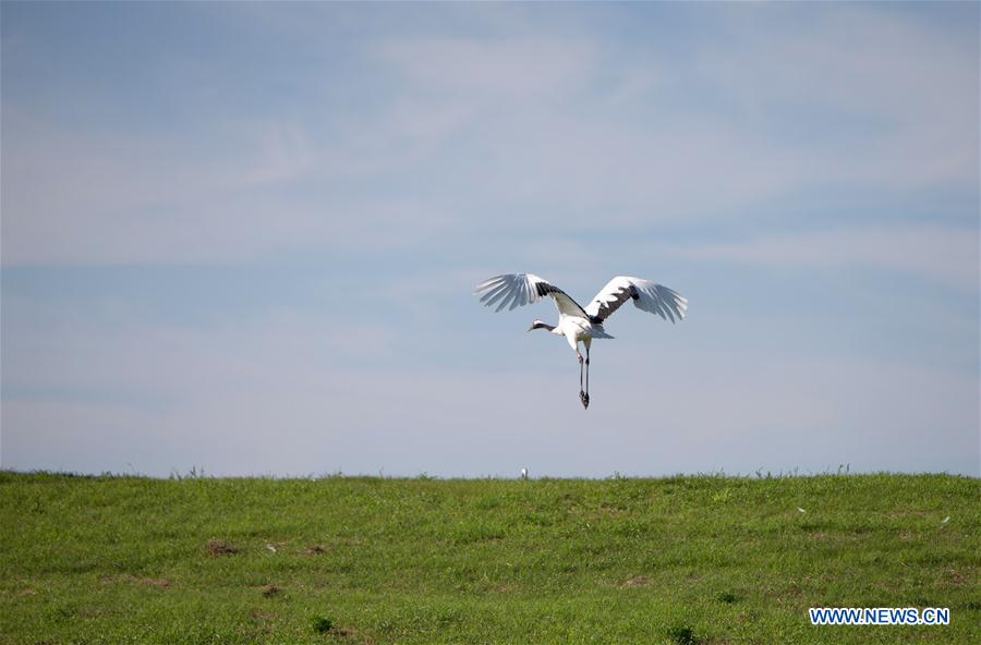 CHINA-HEILONGJIANG-QIQIHAR-NATURE RESERVE (CN)