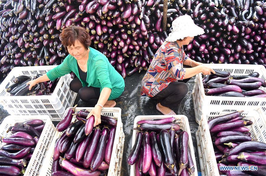 #CHINA-SHANDONG-BEGINNING OF AUTUMN-HARVEST (CN)