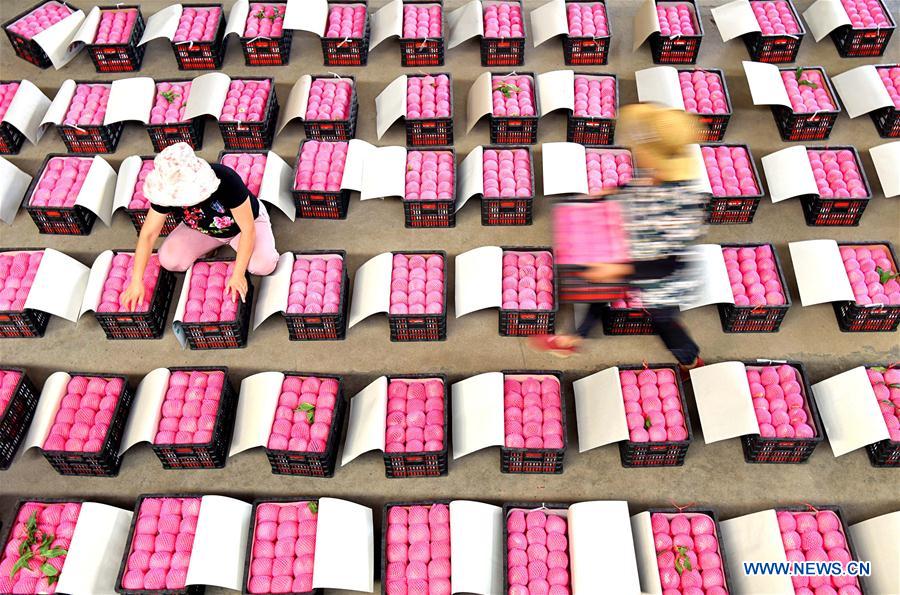 #CHINA-SHANDONG-BEGINNING OF AUTUMN-HARVEST (CN)