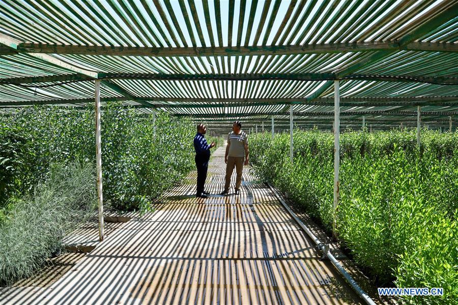 IRAQ-BAGHDAD-FIGHTING DESERTIFICATION