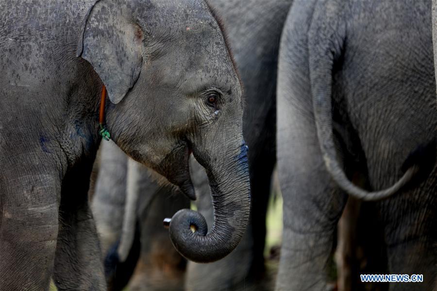 MYANMAR-BAGO-WORLD ELEPHANT DAY