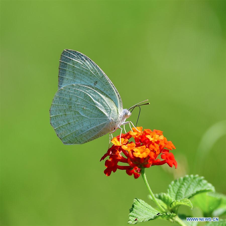 CHINA-FUJIAN-BUTTERFLY-LANTANA CAMARA (CN)