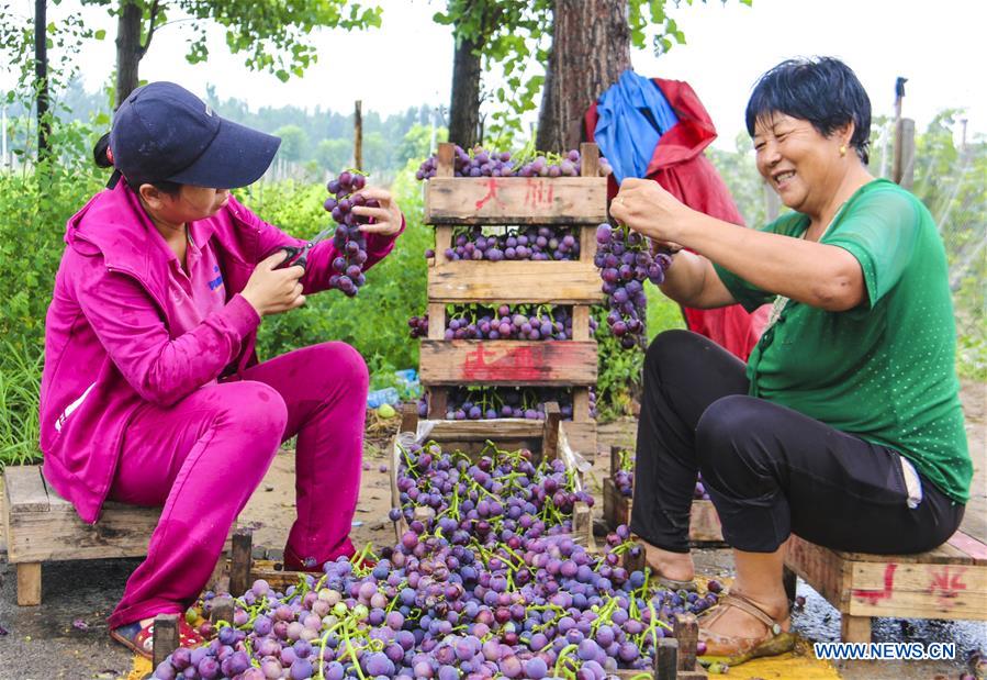 CHINA-HEBEI-YONGQING-GRAPES-HARVEST (CN)