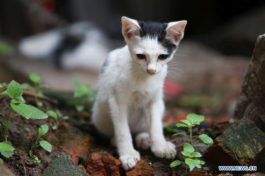 NEPAL-KATHMANDU-DAILY LIFE-CAT