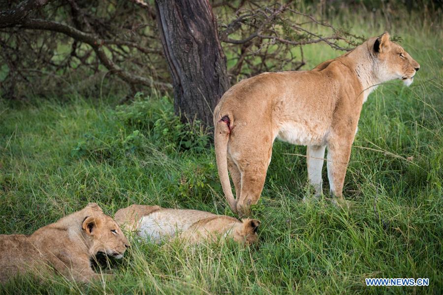 KENYA-MAASAI MARA-CHINESE WILDLIFE CONSERVATIONIST