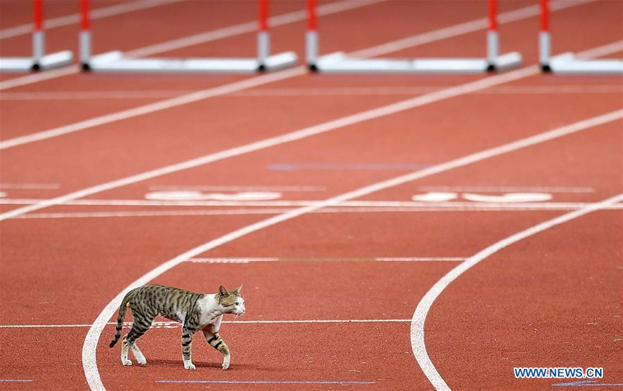 (SP)INDONESIA-JAKARTA-ASIAN GAMES-ATHLETICS-CAT