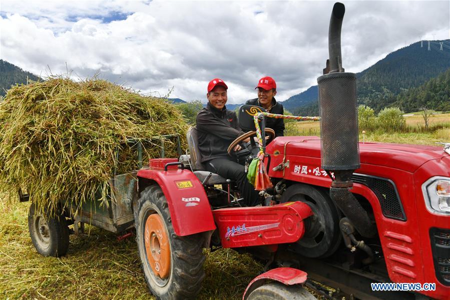 CHINA-NYINGCHI-GRASS-HARVEST (CN)