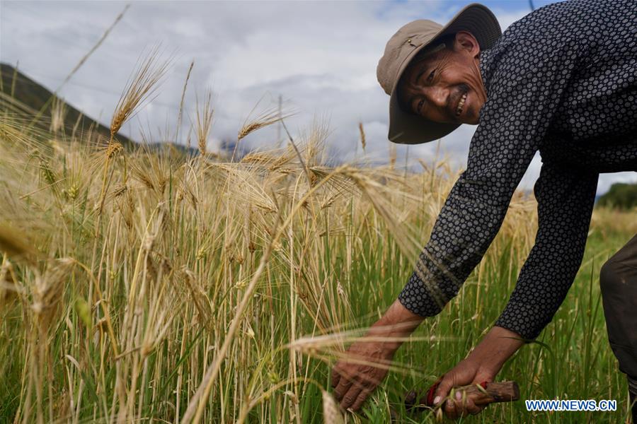 CHINA-TIBET-AGRICULTURE-HARVEST (CN)