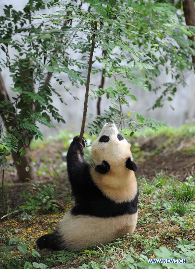 CHINA-SHAANXI-PANDA CUBS (CN)