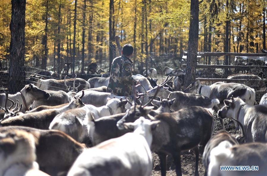 CHINA-INNER MONGOLIA-REINDEER-CONSERVATION-BREEDING (CN)