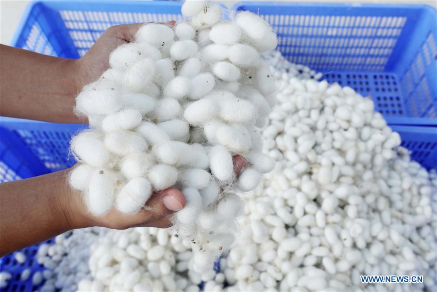 #CHINA-GUANGXI-SILKWORM (CN)