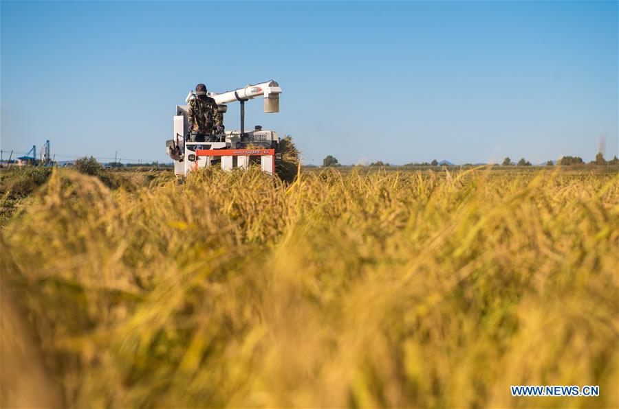 CHINA-JILIN-RICE-HARVEST (CN)