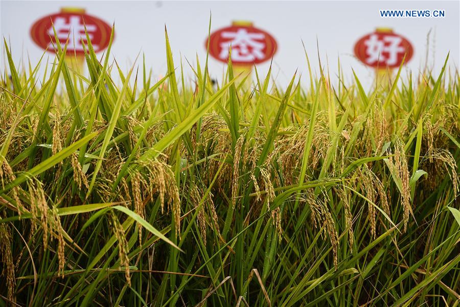 CHINA-JIANGSU-XUYI-RICE-HARVEST (CN)