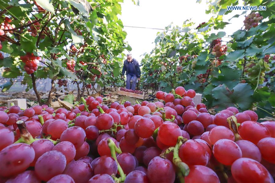 #CHINA-AGRICULTURE-HARVEST (CN)