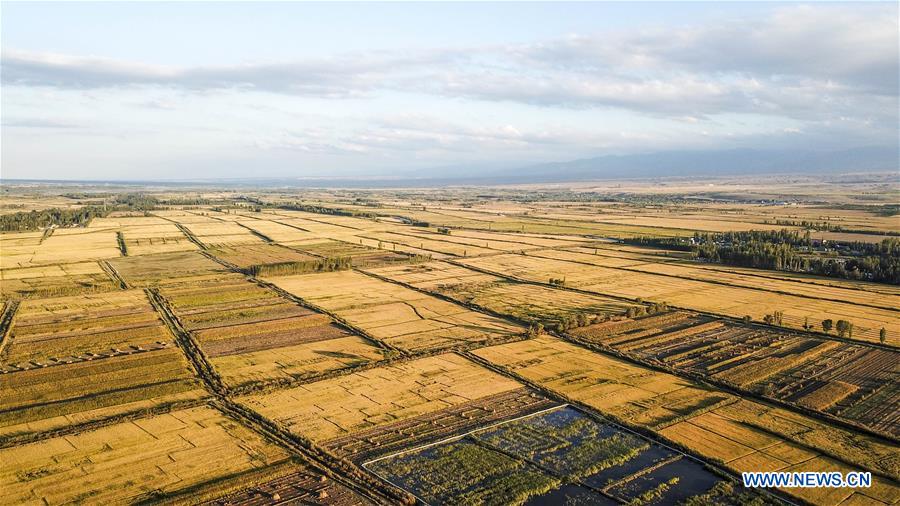 CHINA-XINJIANG-RICE-HARVEST (CN)