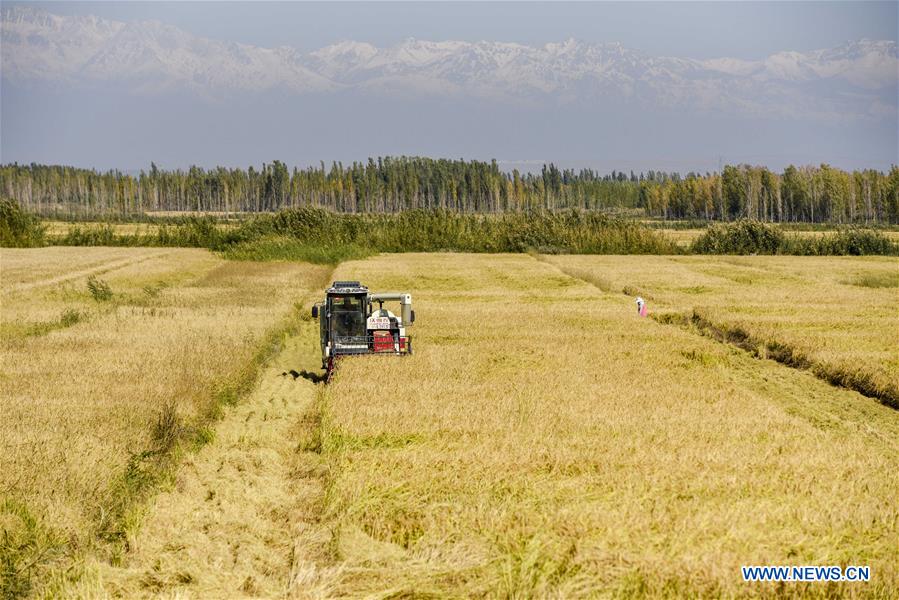 CHINA-XINJIANG-RICE-HARVEST (CN)