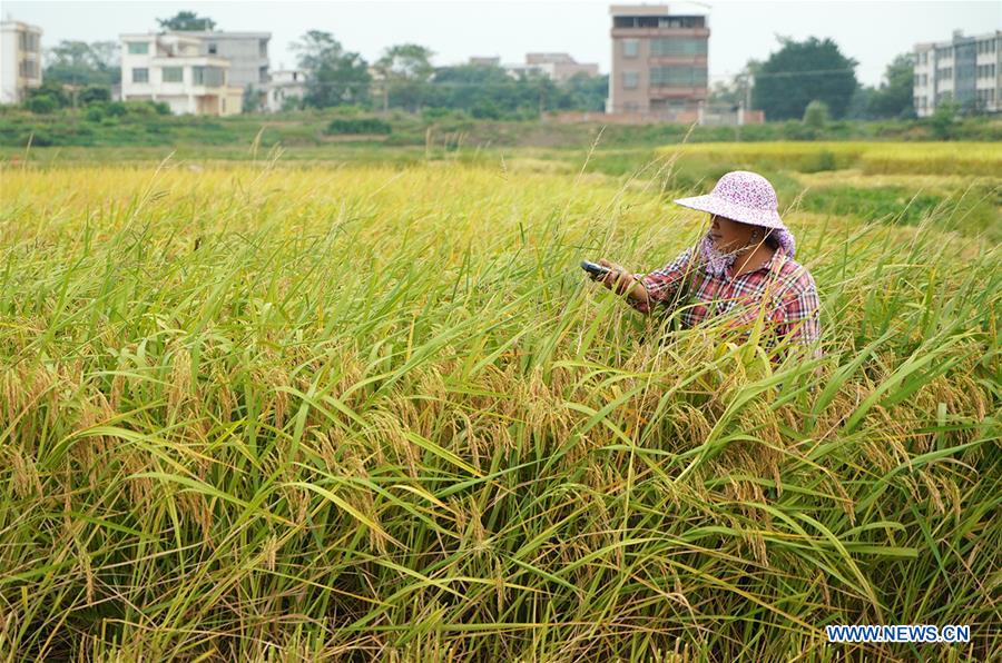 CHINA-JIANGXI-YUDU-HARVEST (CN)