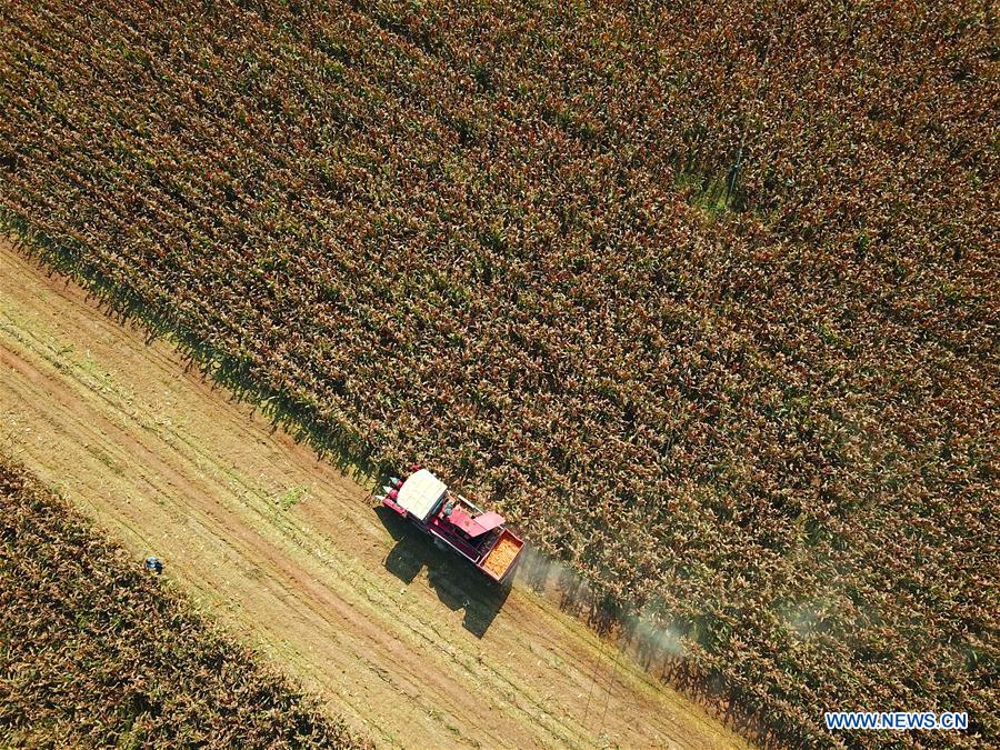 CHINA-HEBEI-CANGZHOU-HARVEST (CN)