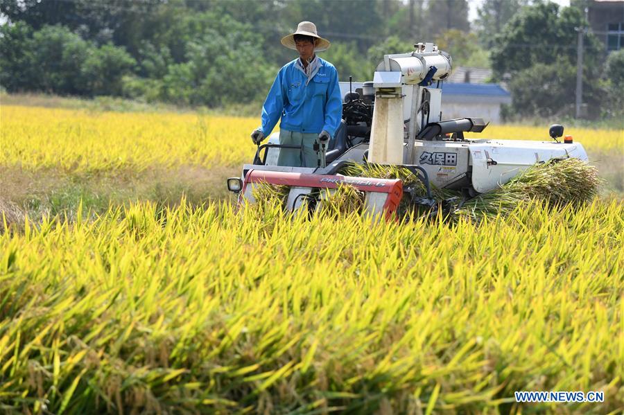 CHINA-ANHUI-FEIXI-HARVEST (CN)