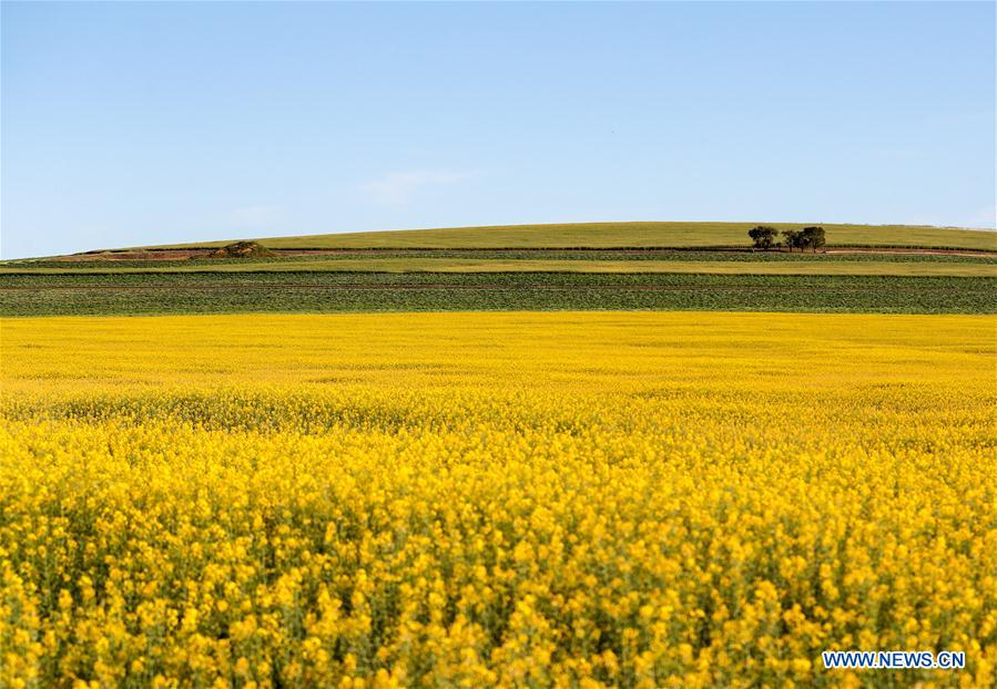 AUSTRALIA-NEW SOUTH WALES-FLOWERS