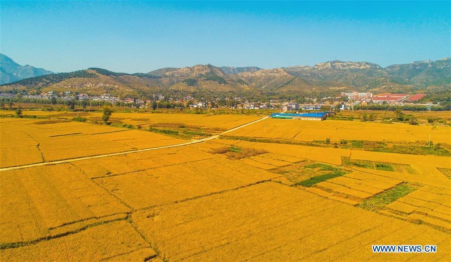 CHINA-HEBEI-HANDAN-RICE FIELD (CN)