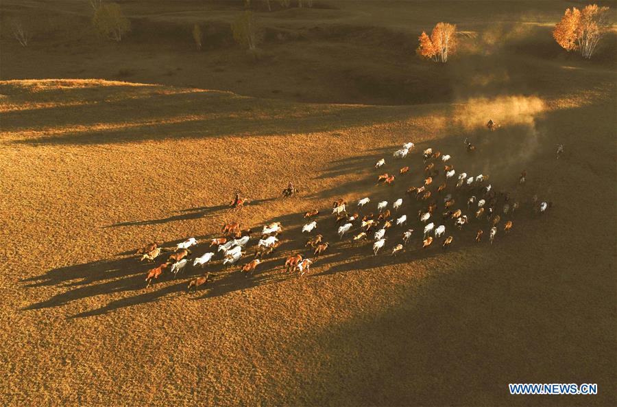 #CHINA-INNER MONGOLIA-GRASSLAND-HORSES (CN)