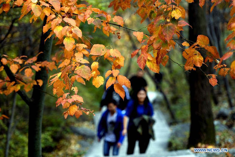 #CHINA-HEBEI-TAIHANG MOUNTAIN-AUTUMN (CN)