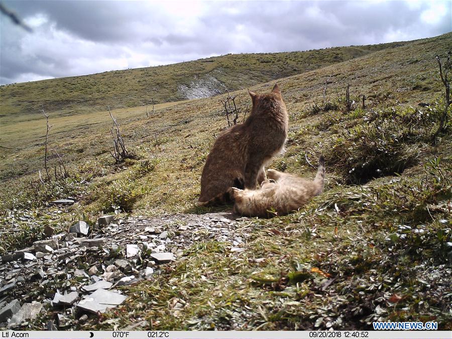 CHINA-QINGHAI-CHINESE MOUNTAIN CAT (CN)