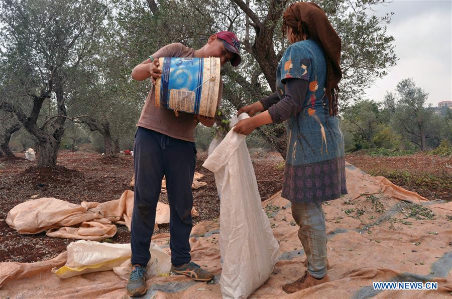 LEBANON-KOURA-OLIVES-HARVEST