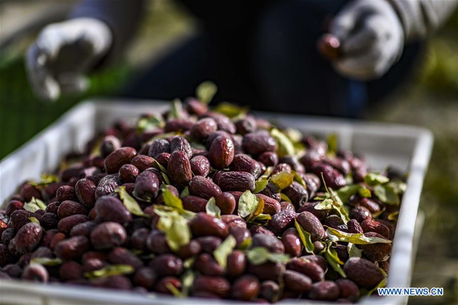 CHINA-XINJIANG-RUOQIANG-RED DATE-HARVEST (CN)