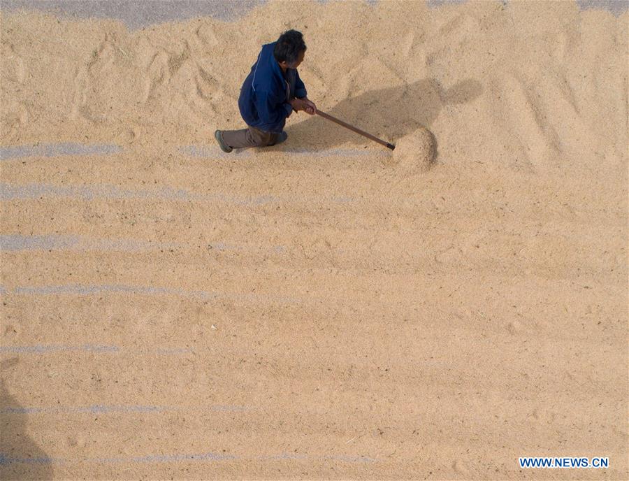 #CHINA-RICE-HARVEST (CN)