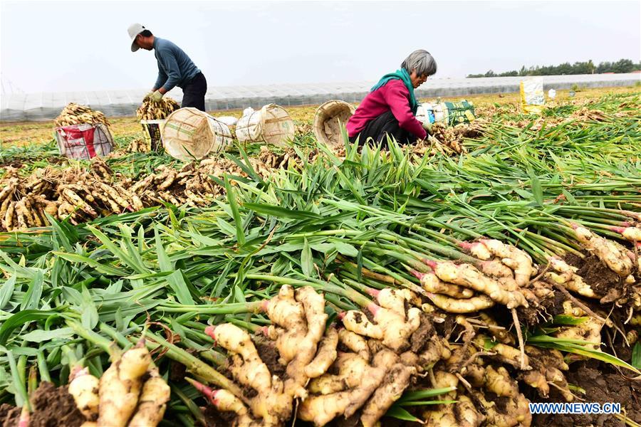 #CHINA-AUTUMN-HARVEST (CN)