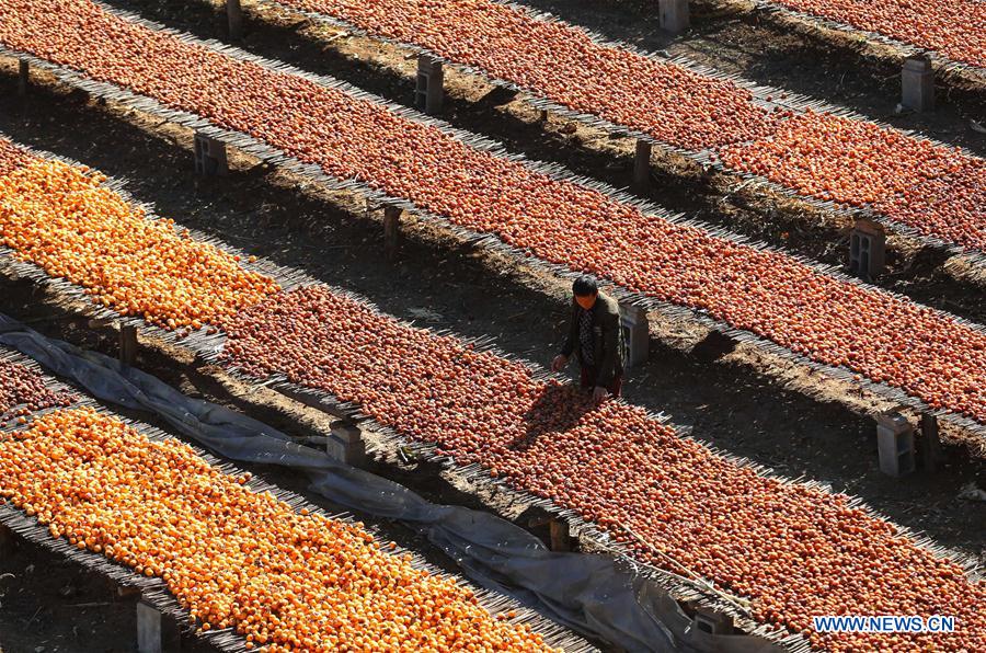 #CHINA-HEIBEI-JINGXING-PERSIMMON (CN)