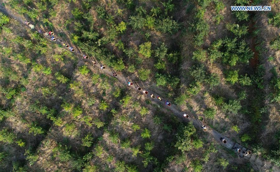 #CHINA-GUIZHOU-FRUIT-HARVEST (CN)