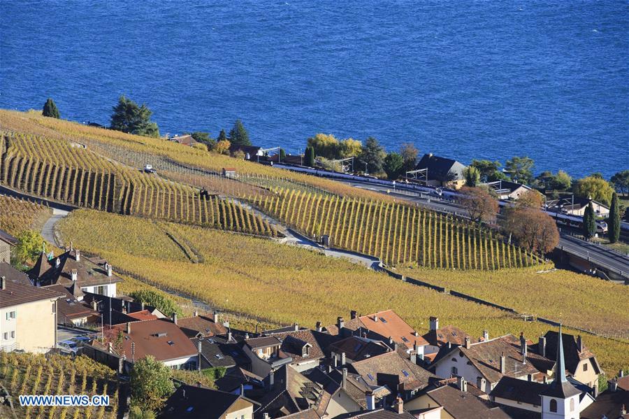 SWITZERLAND-LAVAUX-VINEYARDS-AUTUMN SCENERY