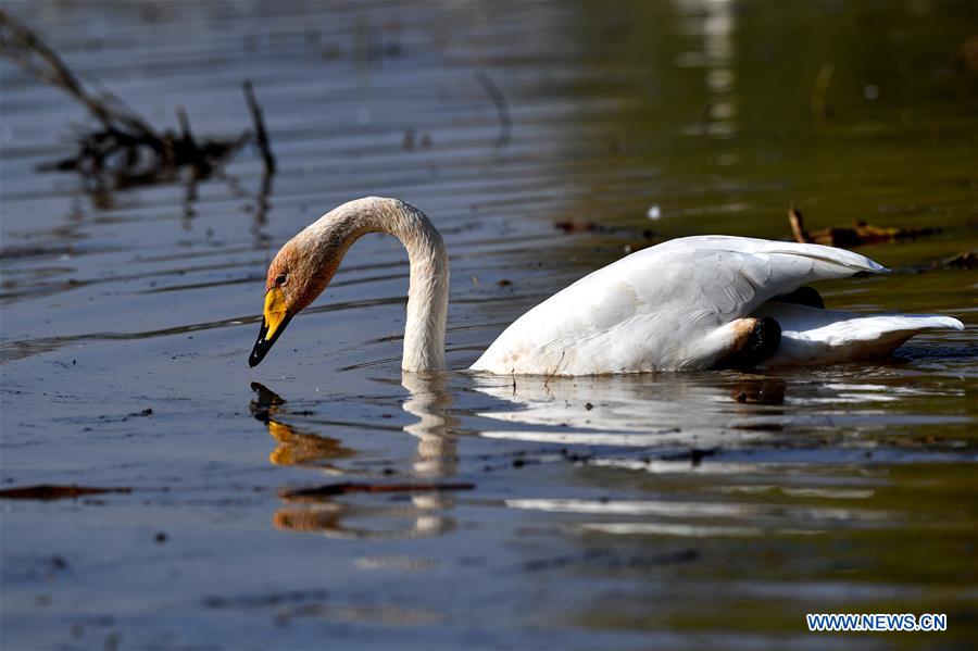 CHINA-SHANXI-WILD SWAN-WINTER HABITAT (CN)