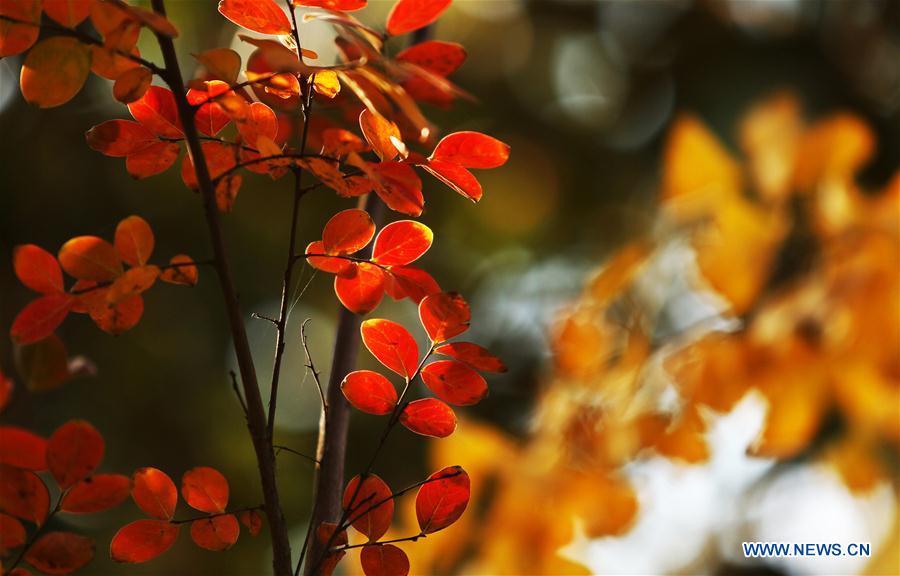 #CHINA-AUTUMN-SCENERY-LEAVES (CN)