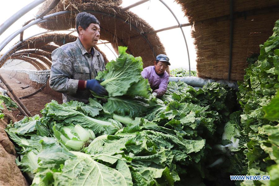 #CHINA-HEBEI-CABBAGE-HARVEST (CN)