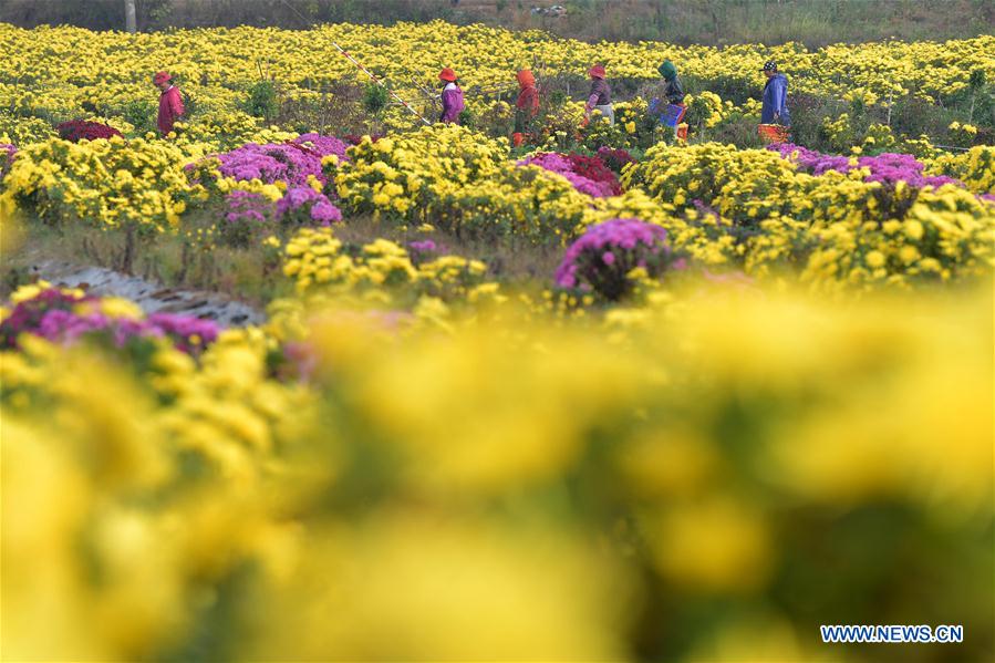 CHINA-JIANGXI-NANCHANG-CHRYSANTHEMUM INDUSTRY (CN)