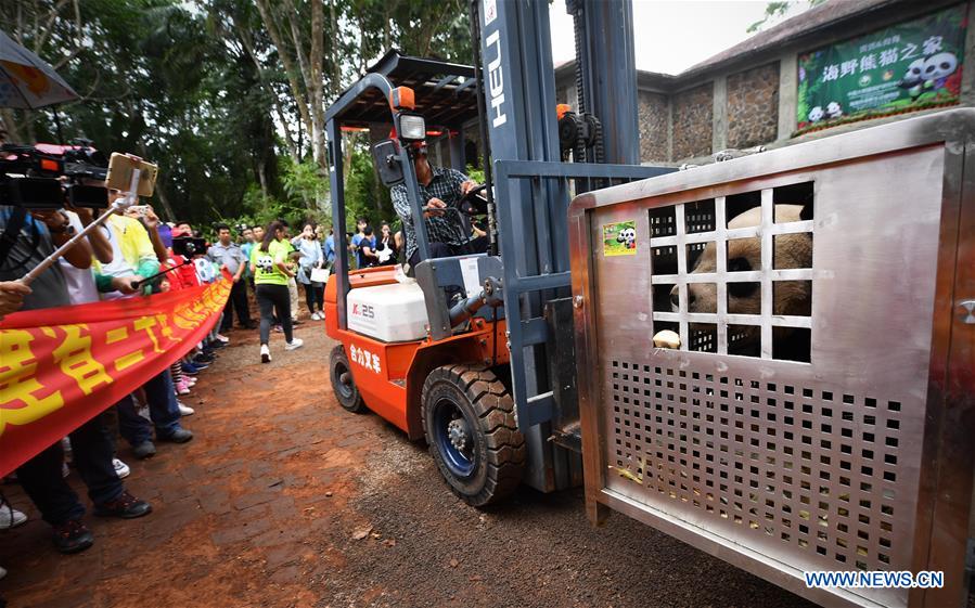 CHINA-HAINAN-HAIKOU-GIANT PANDA-SETTLEMENT (CN)