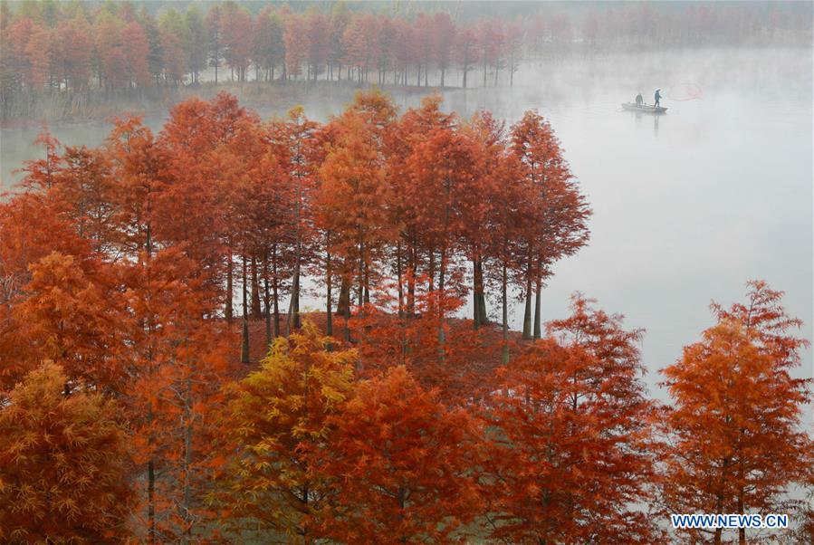 #CHINA-JIANGSU-REDWOOD-SCENERY (CN) 